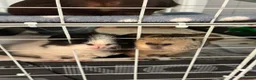 Guinea Pig rodents for sale: 3 male bonded guinea pigs  - Advert 1