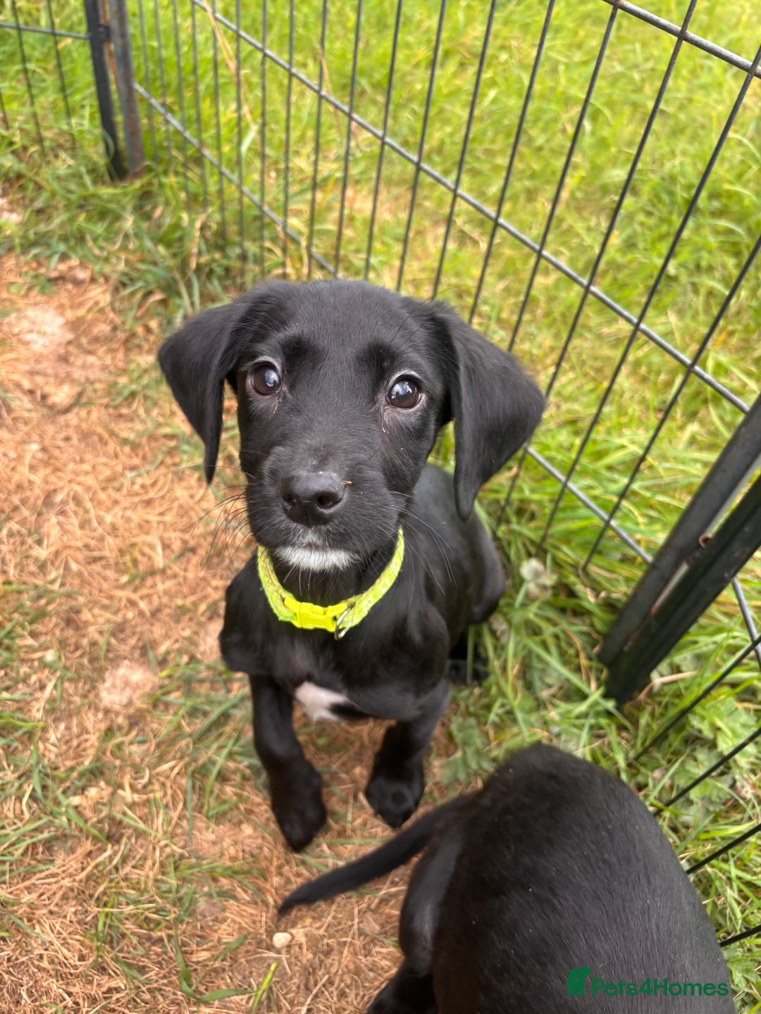 Springador dogs for sale: One Springerdor pup left born 8/06/2025 - Image 8