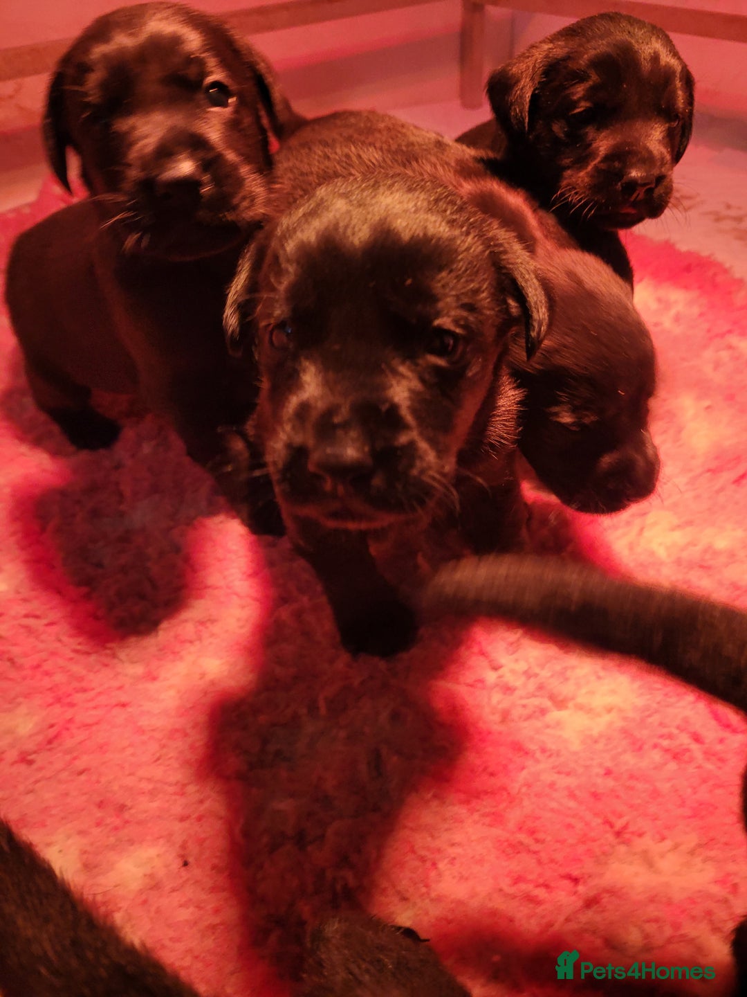 Labrador Retriever dogs for sale: Gorgeous Black Labrador Puppies  - Advert 8