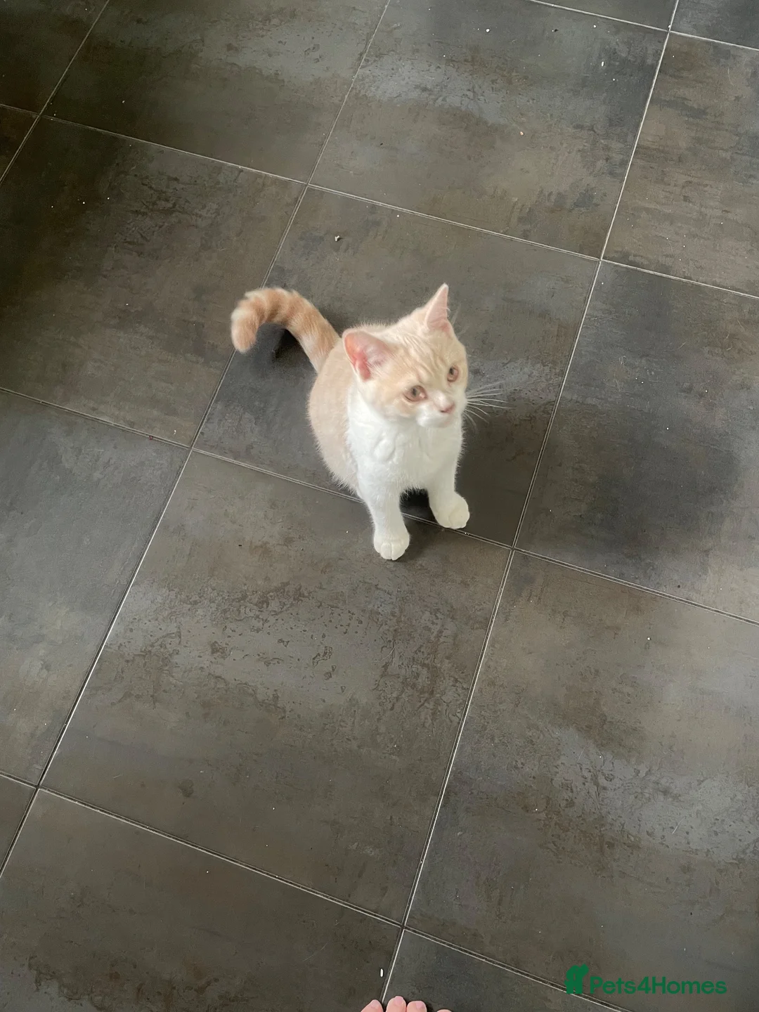 British Shorthair cats for sale: Full pedigree British Shorthair  Cream & White boy - Advert 1