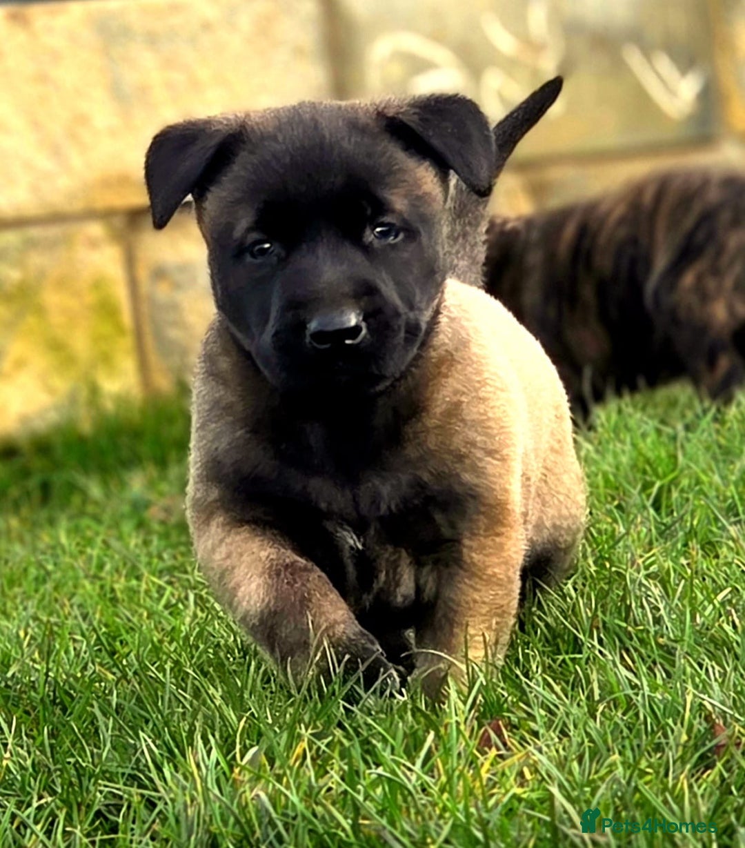 Belgian Shepherd Dog dogs for sale: Dutch Herder x Mali Pups 🔥 - Advert 33