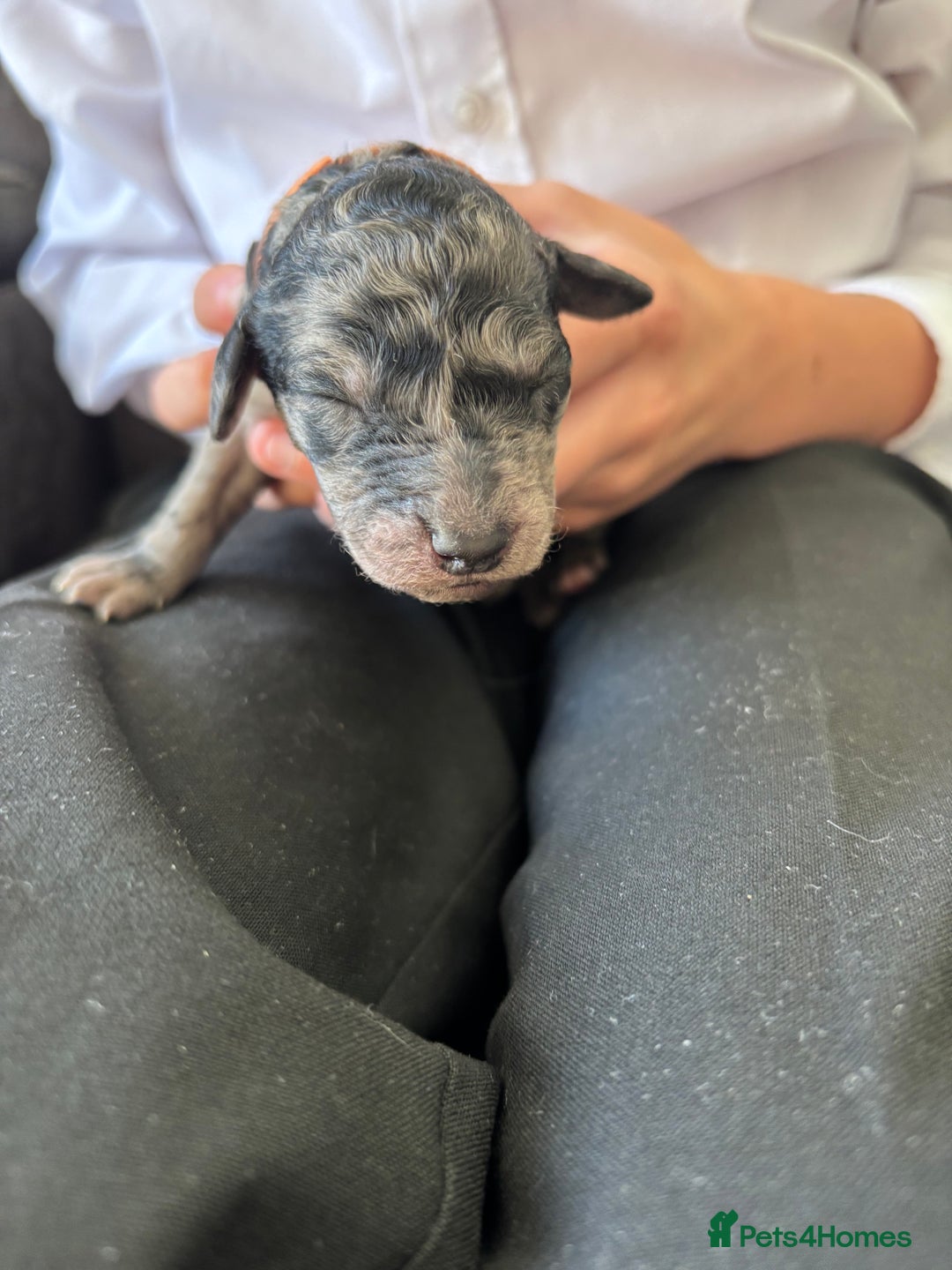 Mixed Breed dogs for sale: Labradoodle x Australian Labradoodle Puppies - Image 8