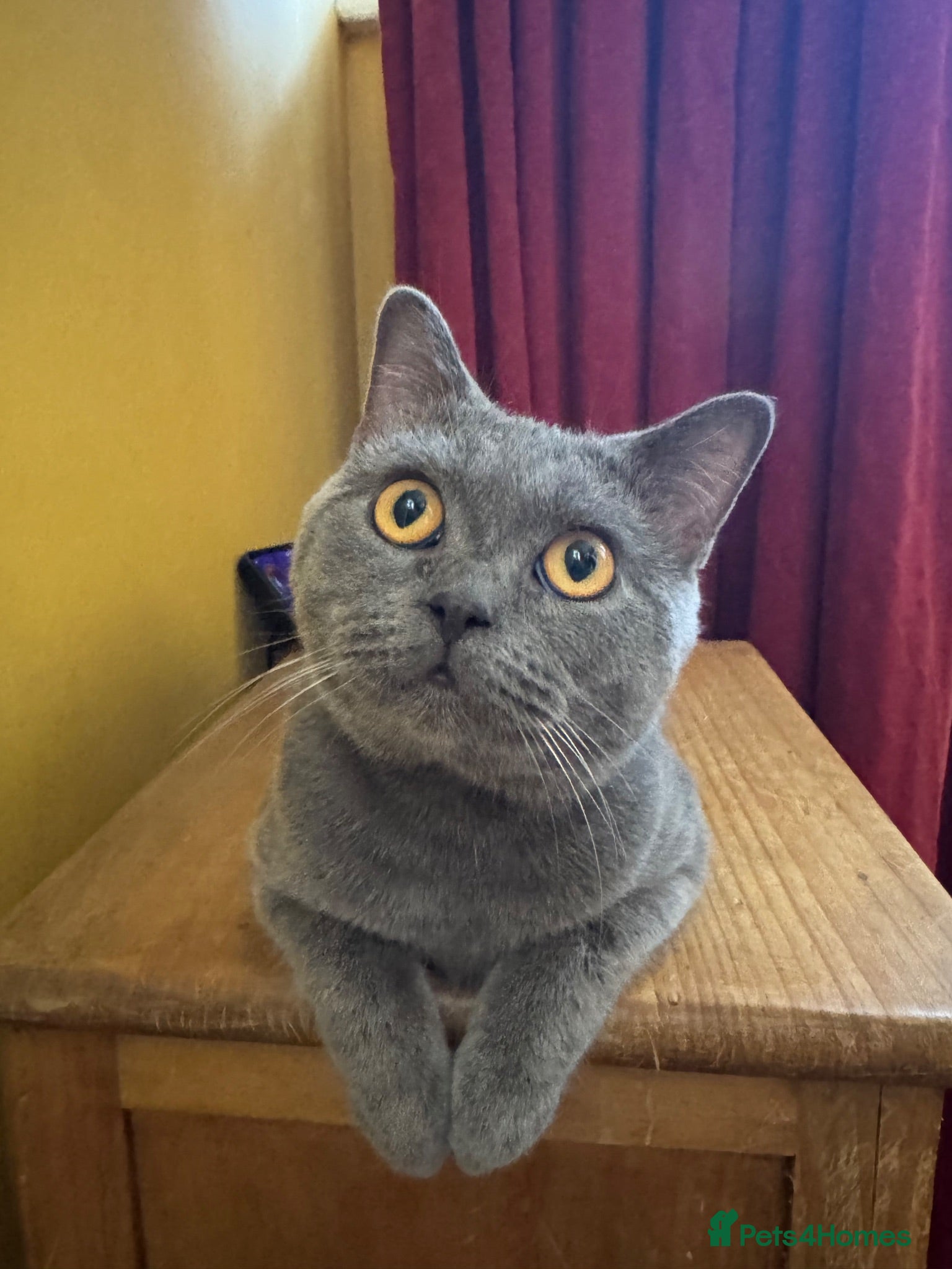 British Shorthair cats Dave British Shorthair  - Advert 1