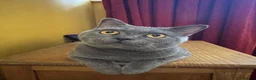 British Shorthair cats for sale: Dave British Shorthair  - Advert 1