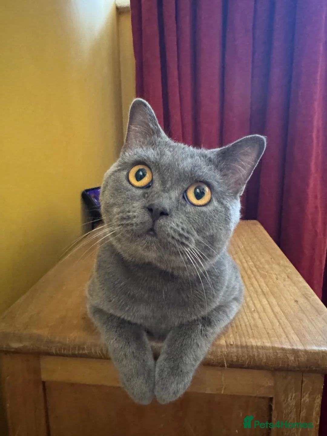 British Shorthair cats for sale: Dave British Shorthair  - Advert 1