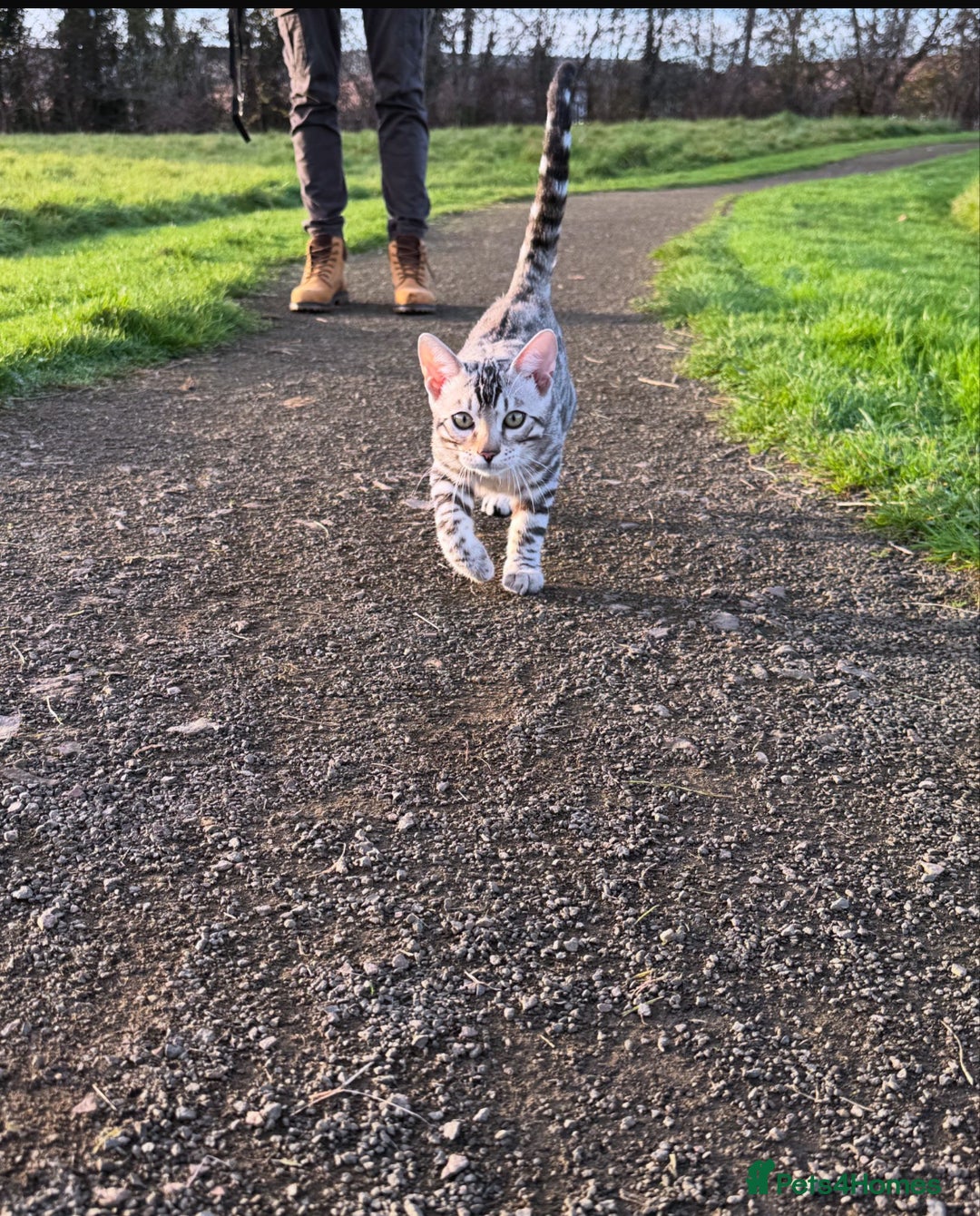 Bengal cats for sale: 🏆🎉New Pedigree Tica Mini Leopards Ready Soon🎉🏆 - Advert 10