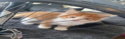 Mixed Breed cats for sale: Affectionate handled kittens - Advert 2