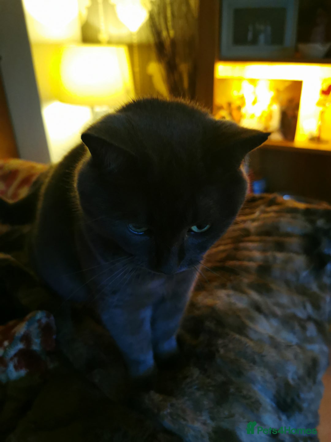 British Shorthair cats for sale: Sheba - Image 4