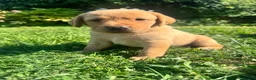 Labrador Retriever dogs for sale: Exceptional KC Labrador Puppies from Working Line  - Advert 35