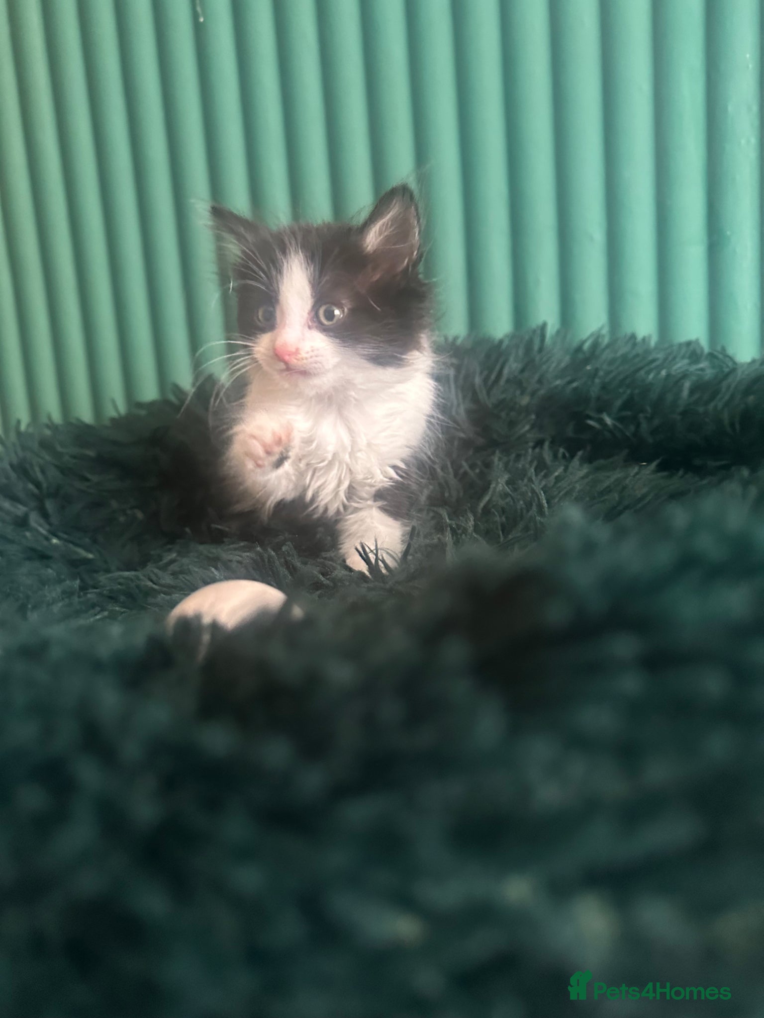 Mixed Breed cats for sale: Long hair kittens  - Advert 6