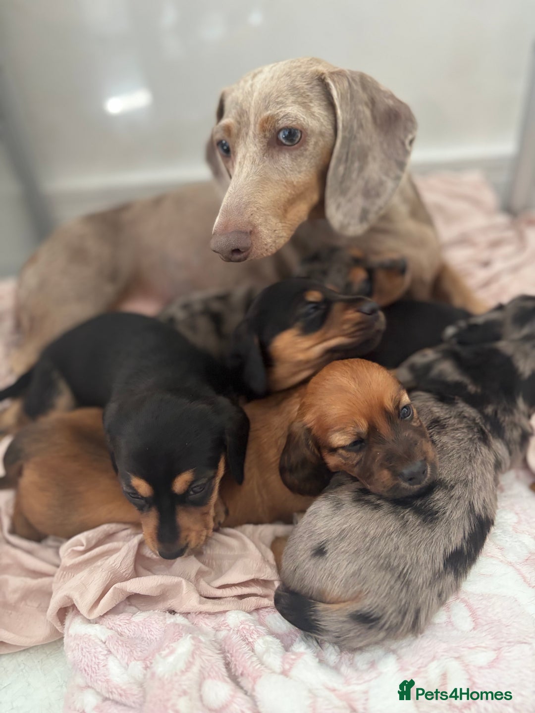 Miniature Dachshund dogs for sale: Miniature long and smooth coated Dachshunds - Image 7