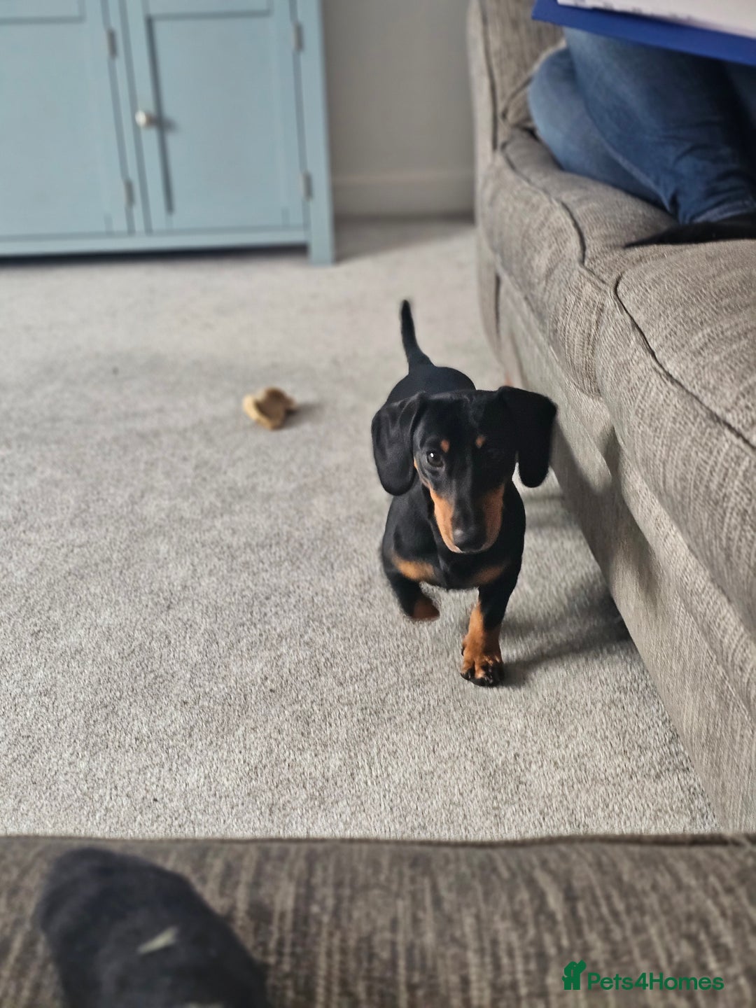 Dachshund dogs for sale: 11 month dachshund  - Image 2