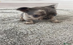 French Bulldog dogs for sale: French Bulldog puppies -fluffy & fluffy carriers✨ - Image 5