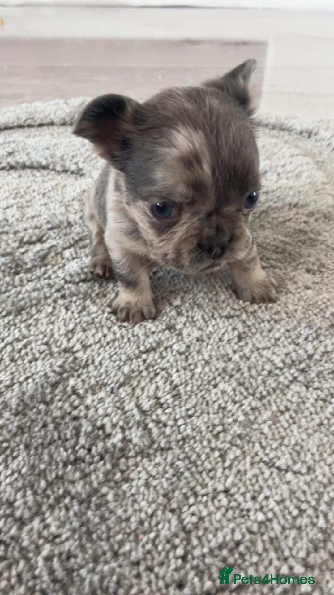 French Bulldog dogs for sale: French Bulldog puppies -fluffy & fluffy carriers✨ - Image 5