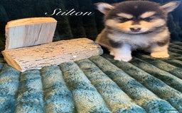 Pomsky dogs for sale: Beautiful husky marked Pomskies  - Image 14