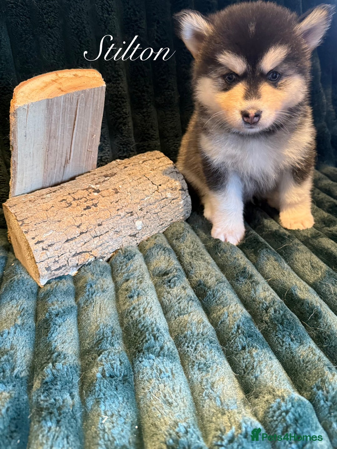 Pomsky dogs for sale: Beautiful husky marked Pomskies  - Image 14