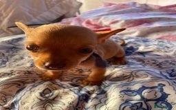 Chihuahua dogs for sale: ONLY 4 LEFT! Chihuahuas £650-£700 “Boys & Girls’ - Image 10
