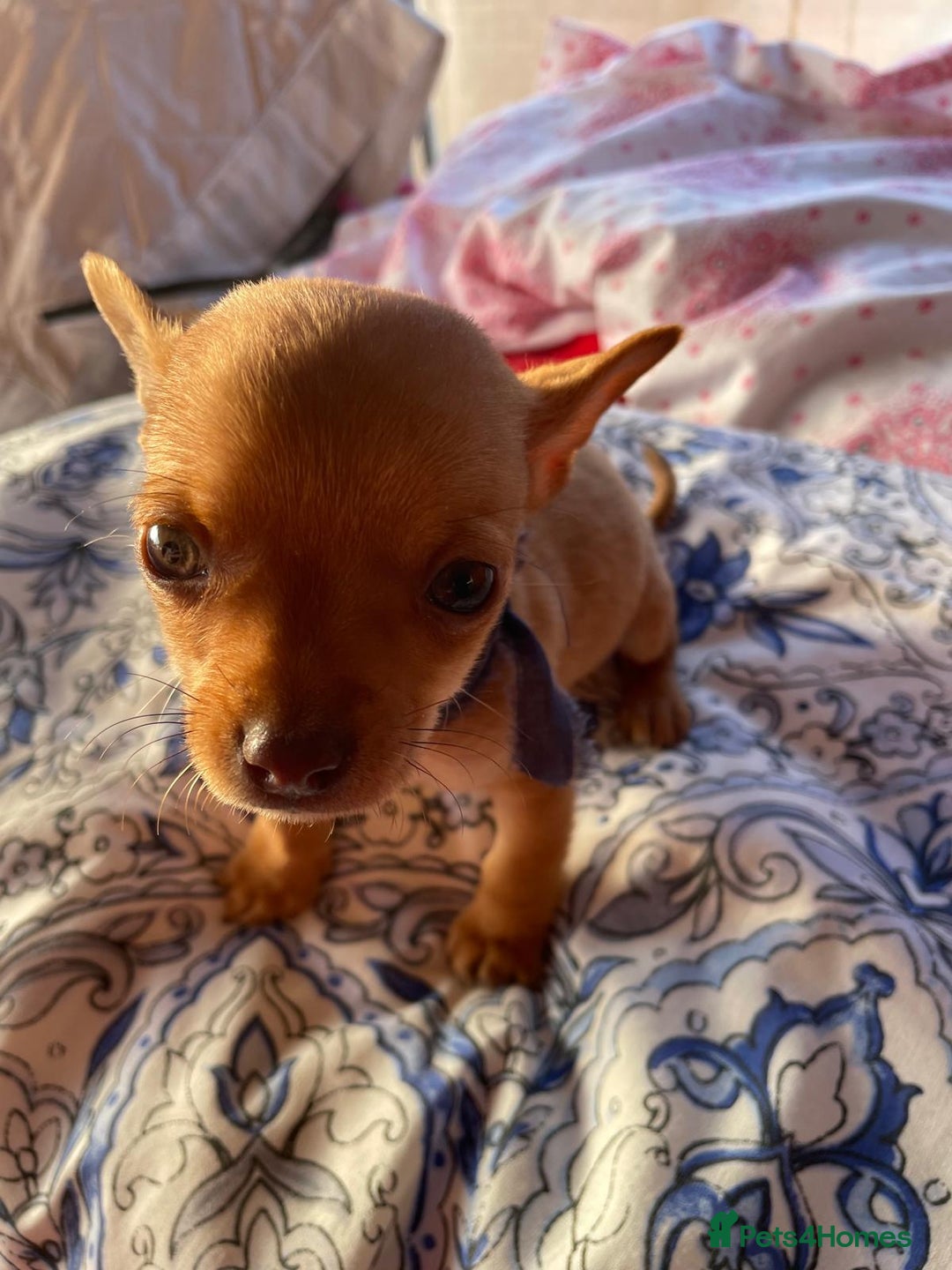 Chihuahua dogs for sale: ONLY 4 LEFT! Chihuahuas £650-£700 “Boys & Girls’ - Image 10