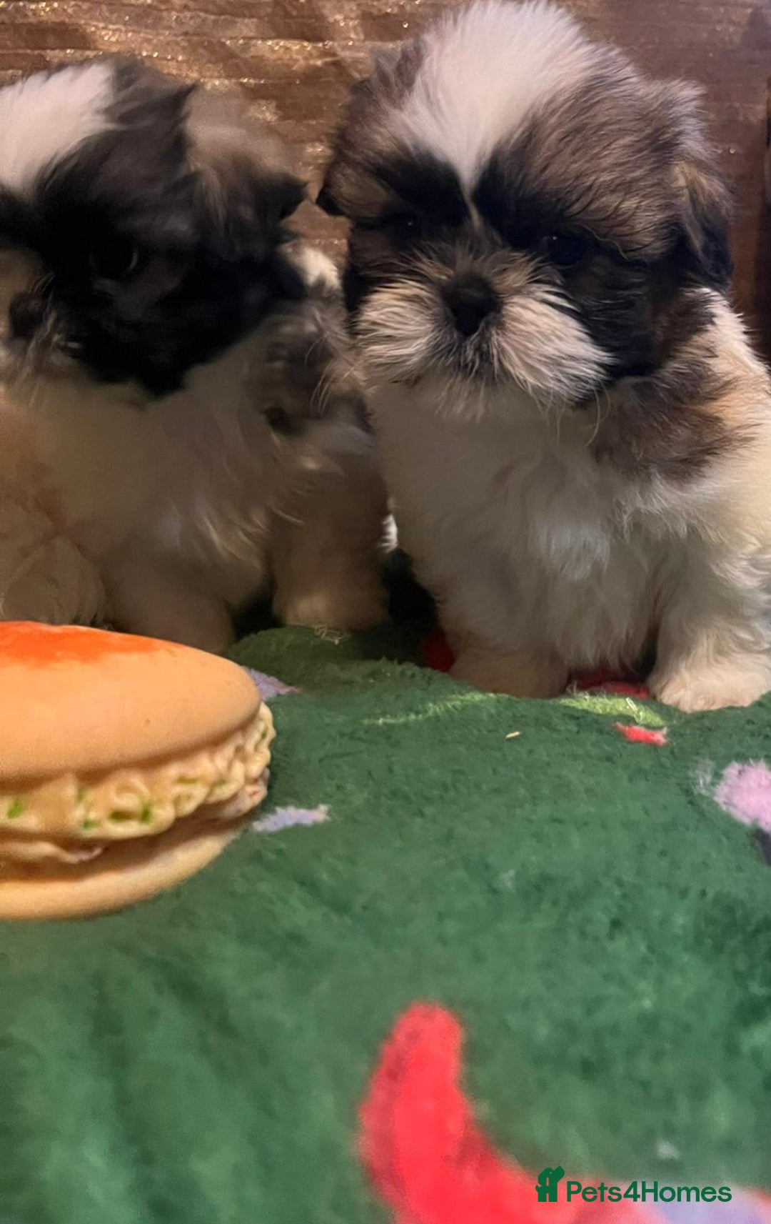 Shih Tzu dogs for sale: Shih Tzu puppy's - Advert 15