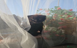 Mixed Breed cats for sale: Scottish Fold Kittens! Ready for loving home - Image 7