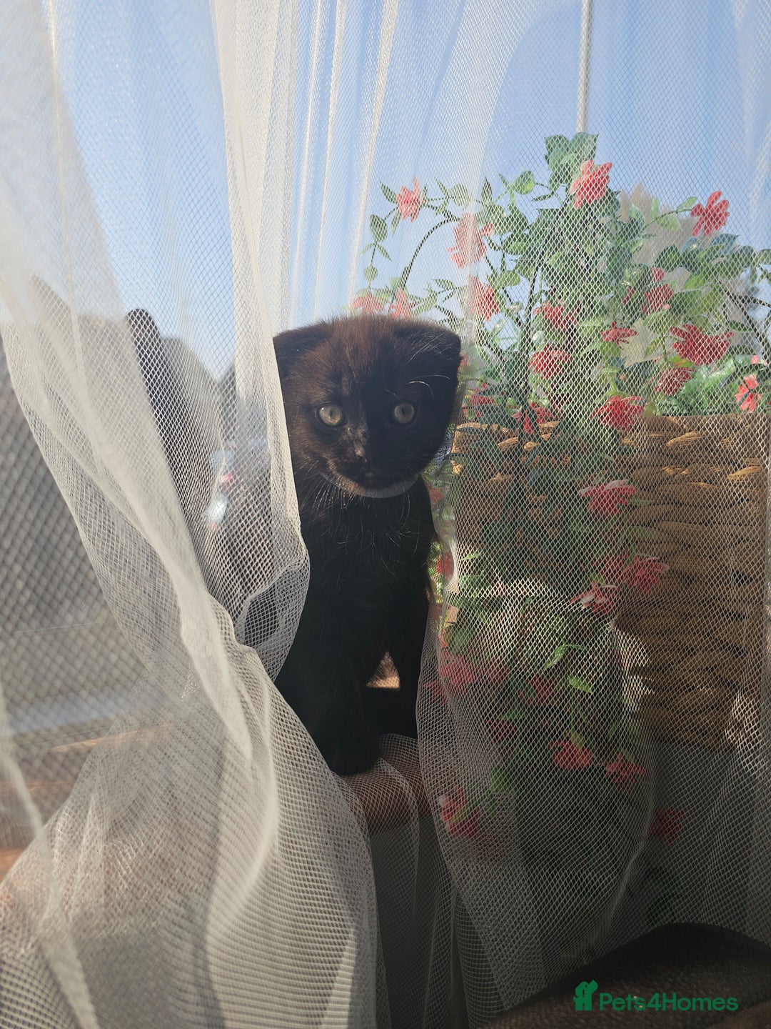 Mixed Breed cats for sale: Scottish Fold Kittens! Ready for loving home - Image 7