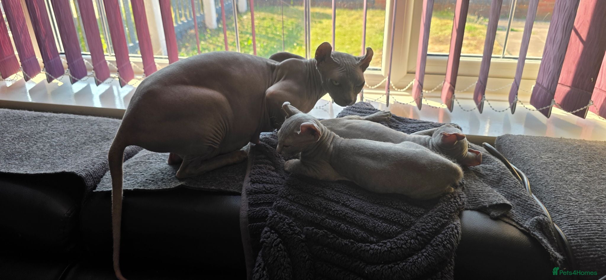 Sphynx cats SPHYNX ELF & PETERBALD KITTENS - Advert 2