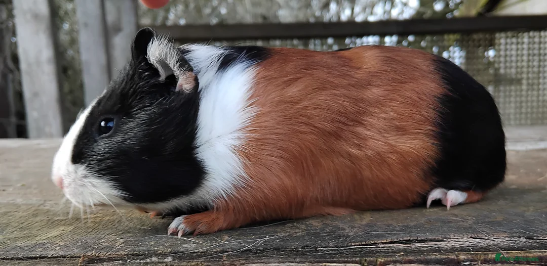 Guinea Pig rodents for sale: Slate and Tort and White baby boys. - Advert 6