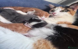 Domestic Shorthair cats for sale: ✨🐾 Gorgeous Kittens Looking for Loving Homes 🐾✨ - Image 7