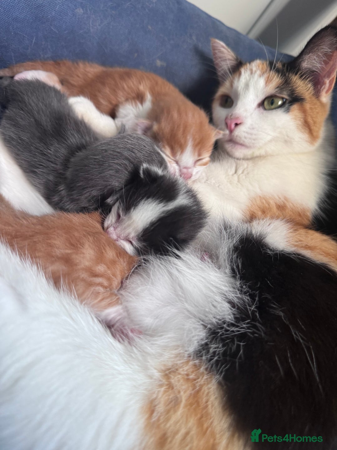 Domestic Shorthair cats for sale: ✨🐾 Gorgeous Kittens Looking for Loving Homes 🐾✨ - Image 7