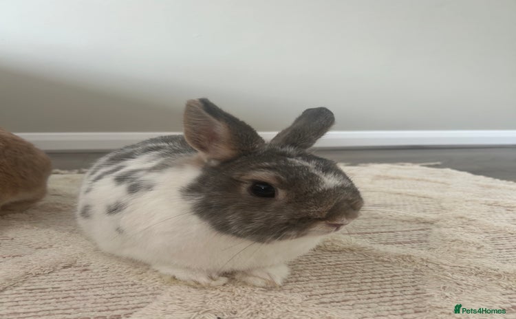 Netherland Dwarf rabbits - Advert 1