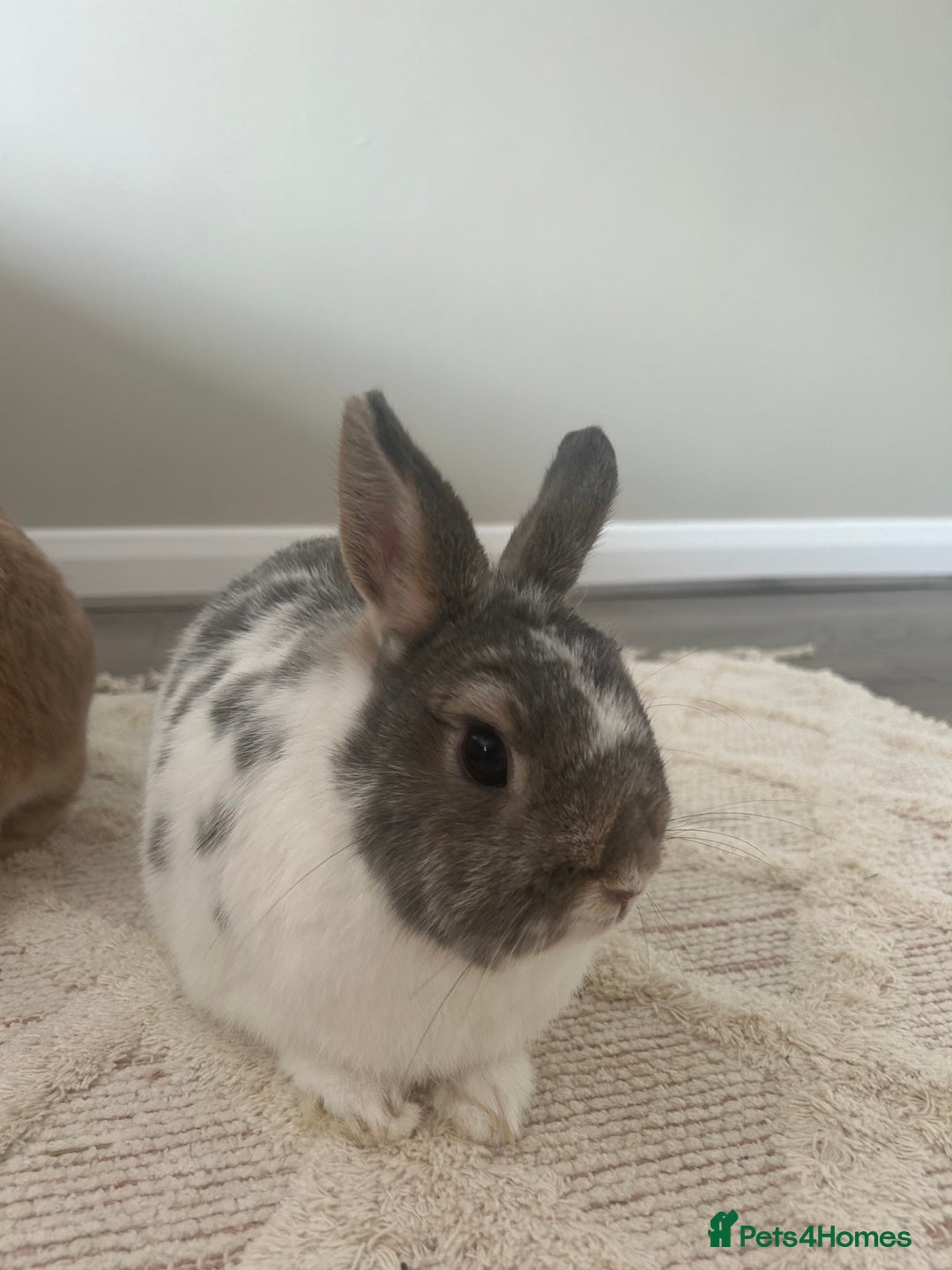 Netherland Dwarf rabbits for sale: Adult male Netherlands dwarf - Image 1