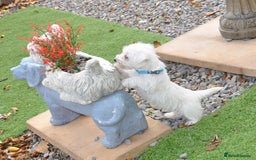 West Highland Terrier dogs for sale: Gorgeous West Highland Terrier Puppies - Image 8