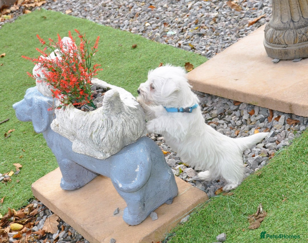 West Highland Terrier dogs for sale: Gorgeous West Highland Terrier Puppies - Image 8