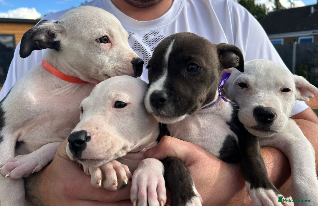 American Bulldog dogs for adoption: 5 GORGEOUS AM BULL X PUPS 12WKS OLD - Image 1