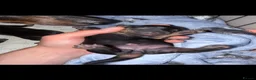Dachshund dogs for sale: DACHSHUND PUPPIES!  - Advert 3