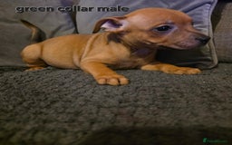 Staffordshire Bull Terrier dogs for sale: STUNNING KC RED STAFFORDSHIRE BULL TERRIER PUPS - Image 17