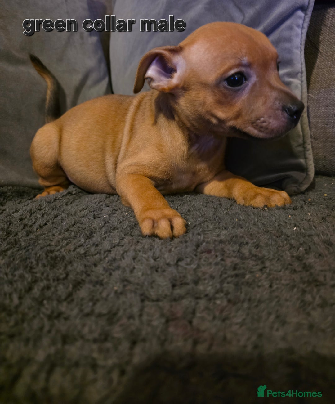 Staffordshire Bull Terrier dogs for sale: STUNNING KC RED STAFFORDSHIRE BULL TERRIER PUPS - Image 17