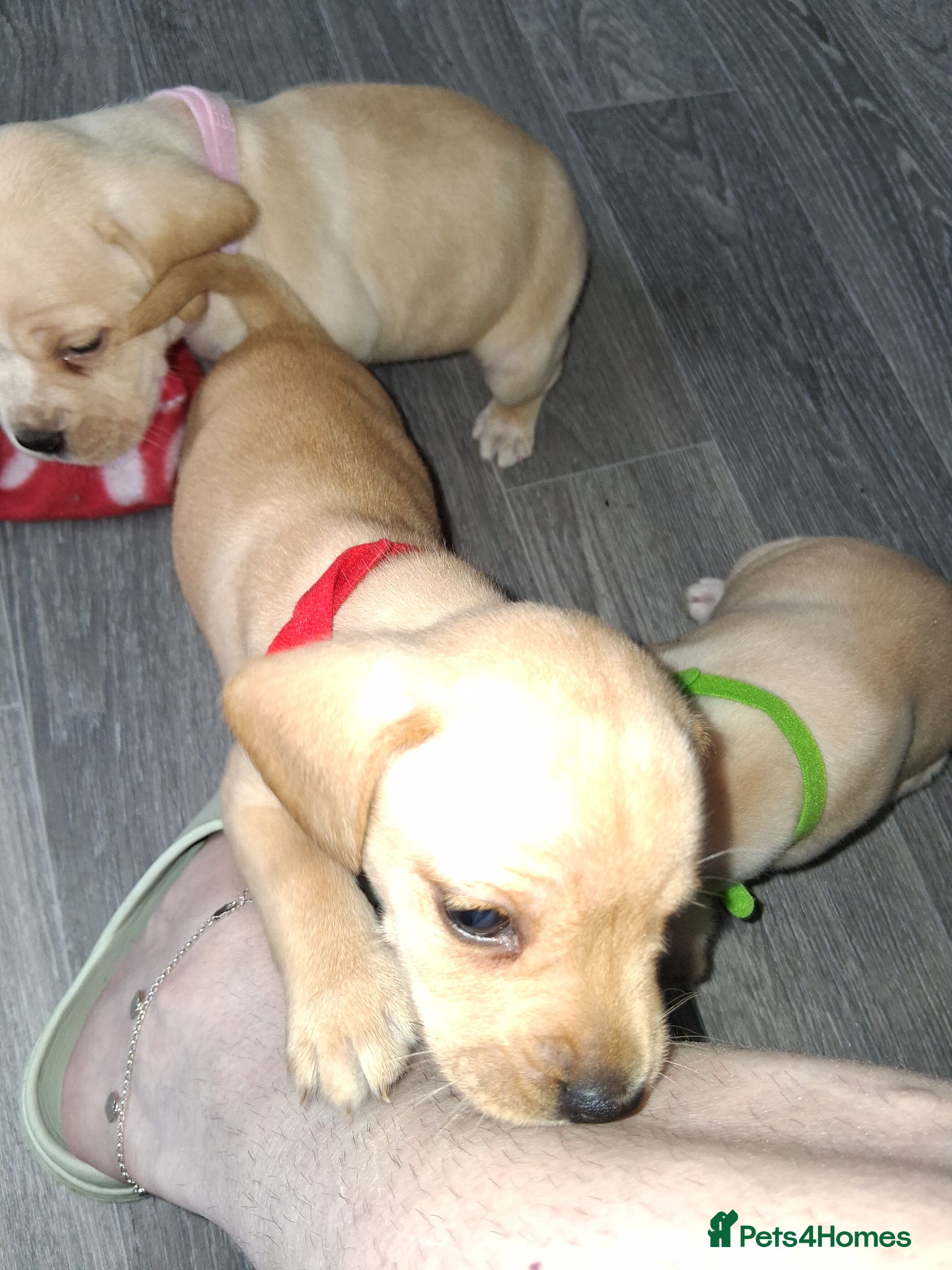 Mixed Breed dogs for sale: Fockers - Advert 2