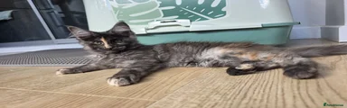 Maine Coon 7 - Pink female