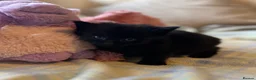 Mixed Breed cats for sale: Beautiful kittens with fantastic temperaments🐱 - Advert 9