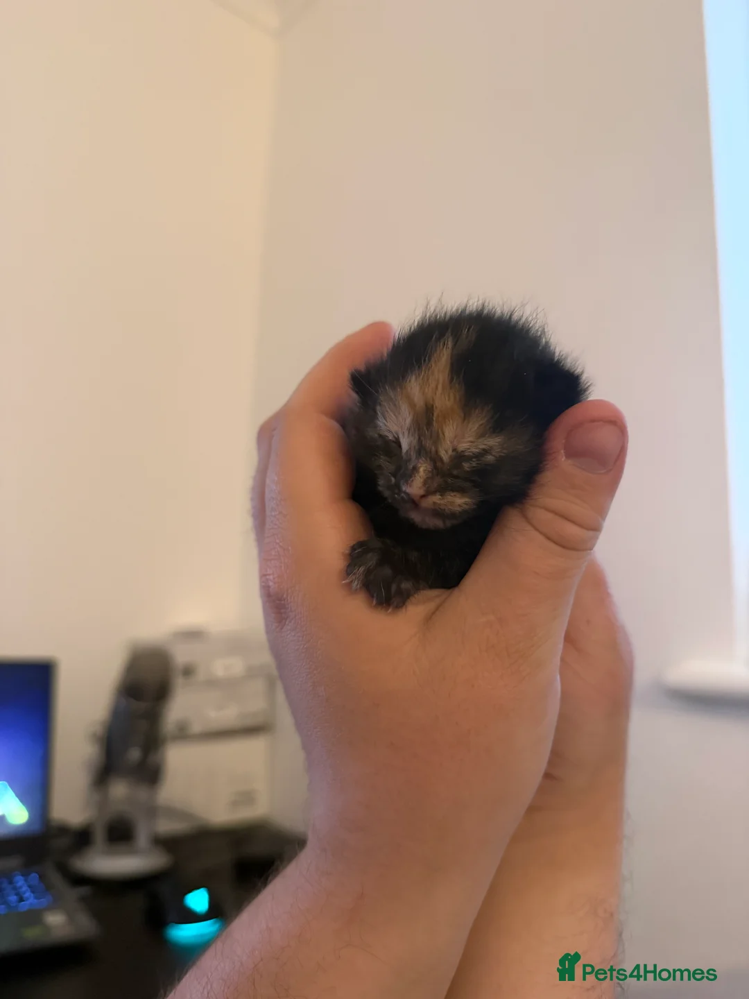 Mixed Breed cats for sale: Russian blue x mixed breed kittens - Advert 2