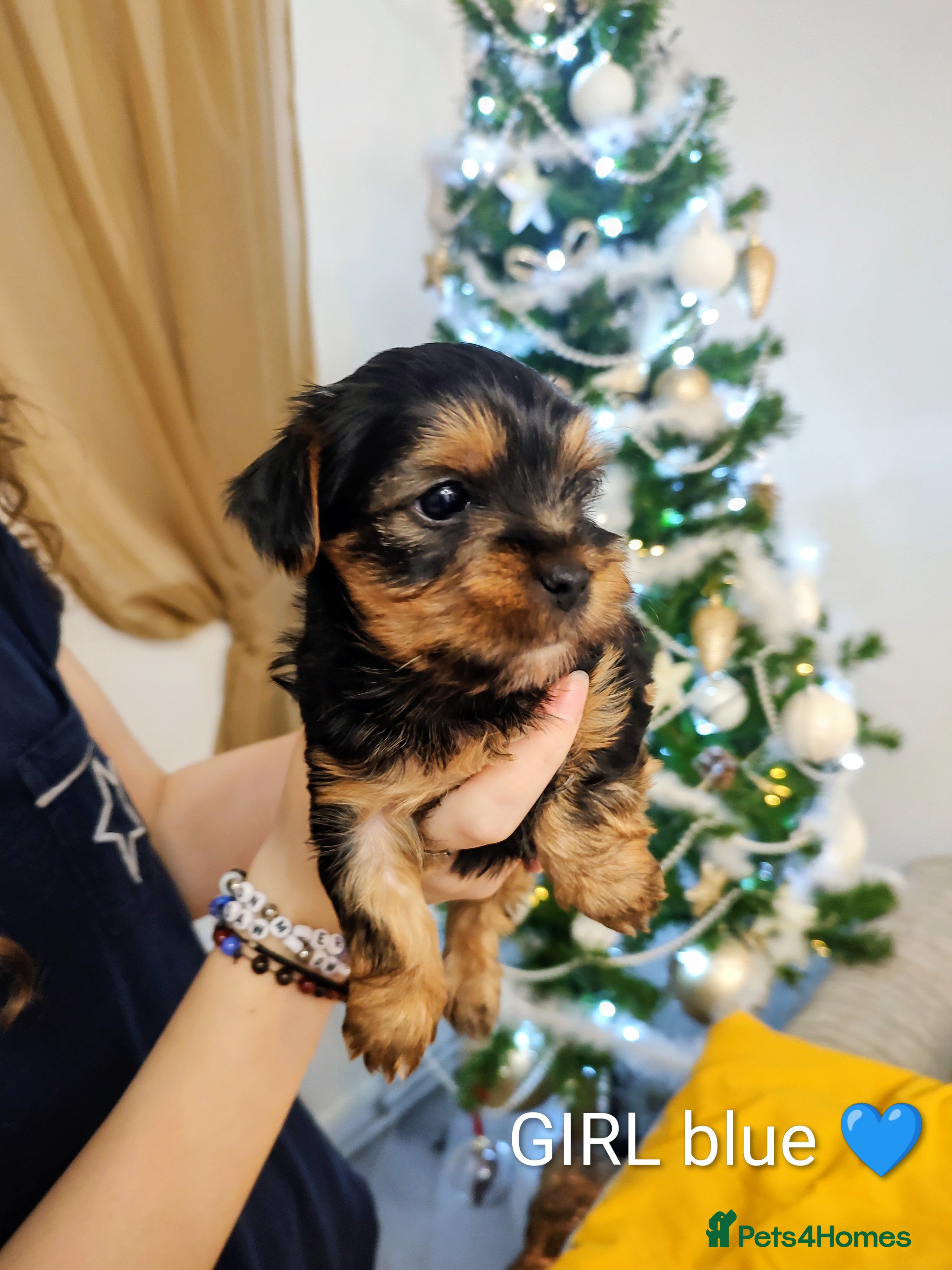 Yorkshire Terrier dogs Adorable Mini Yorkshire Terrier Puppies - Advert 5
