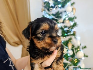 Yorkshire Terrier dogs Adorable Mini Yorkshire Terrier Puppies - Advert 5
