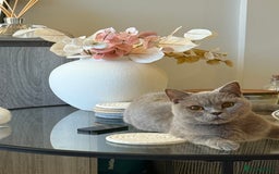 British Shorthair cats for sale: 🐾Fluffy British Shorthair Mix Kittens 🐾 - Image 4