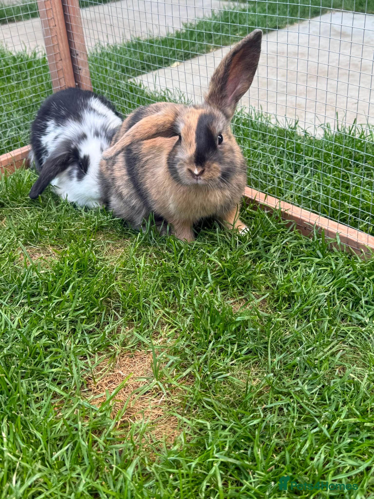 Mini Lop rabbits 5 adorable bunnies for sale  - Advert 2