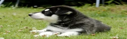 Northern Inuit dogs for sale: Last boy available from health tested parents - Advert 29