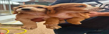 Cocker Spaniel 5
