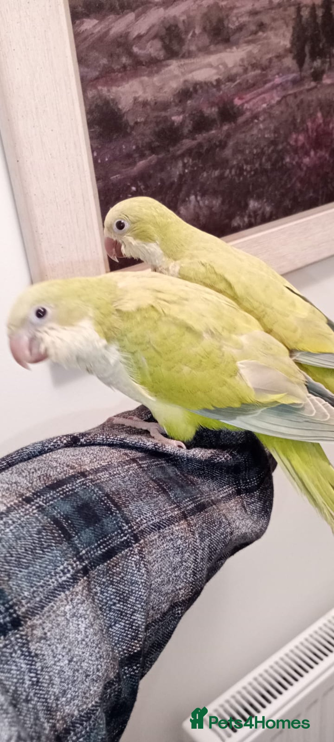Parrots birds for sale: 14 weeks old Hand reared baby Quakers for sale  - Image 2