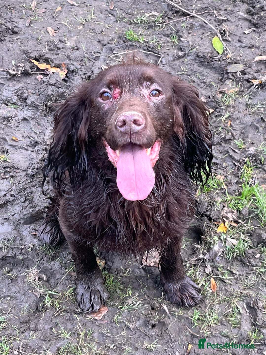 Cocker Spaniel dogs for stud: FTCH x FTW cocker spaniel for stud - Advert 5