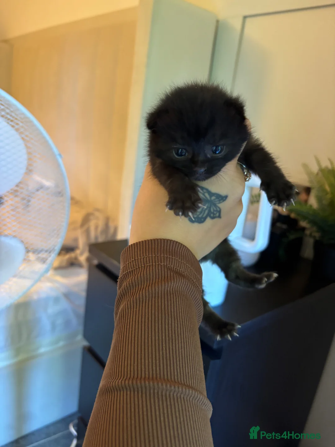 Mixed Breed cats for sale: Black female kitten in Sidmouth - Advert 1